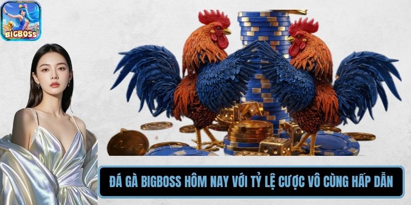 Đá Gà BIGBOSS Hôm Nay