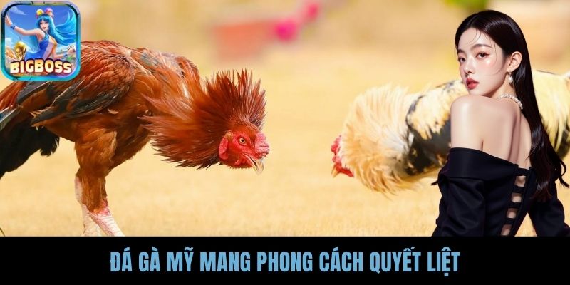 Đá gà Mỹ mang phong cách quyết liệt
