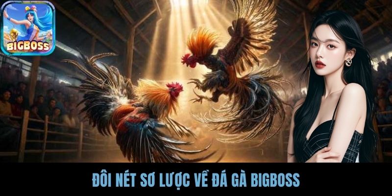 Đôi nét sơ lược về Đá gà BIGBOSS