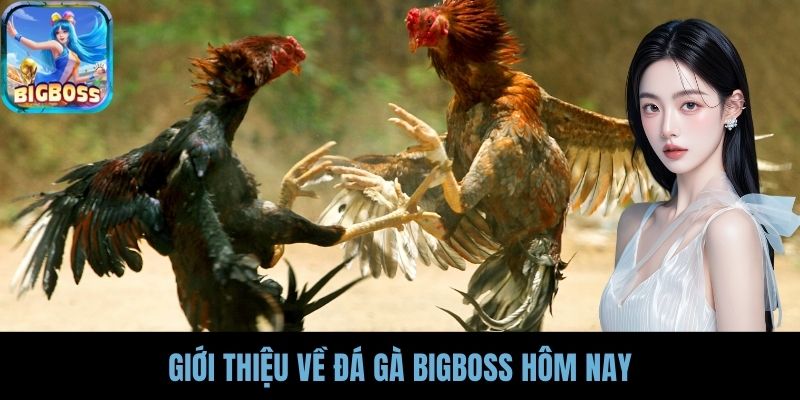 Giới thiệu về Đá Gà BIGBOSS Hôm Nay