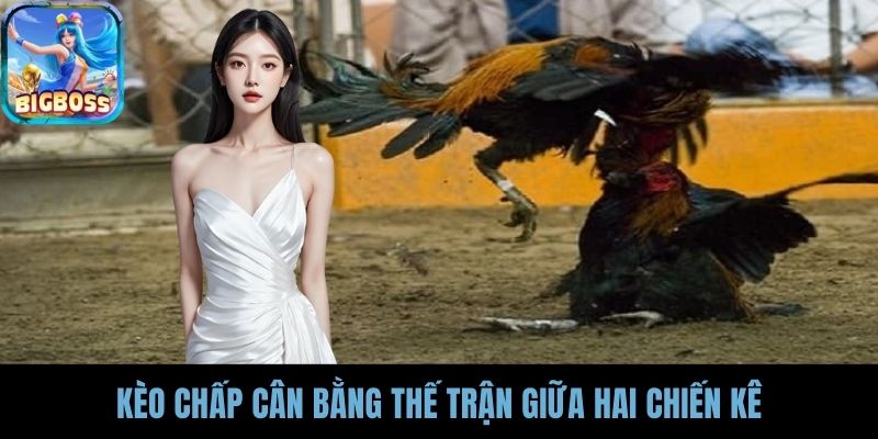 Kèo chấp cân bằng thế trận giữa hai chiến kê