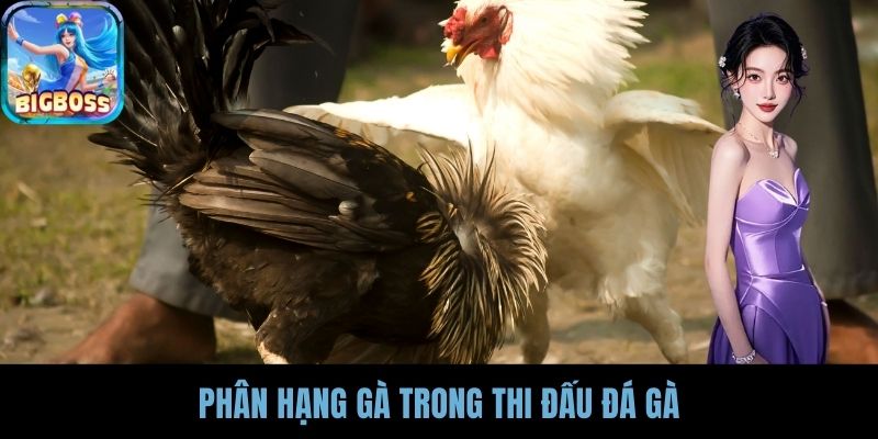 Phân hạng gà trong thi đấu đá gà