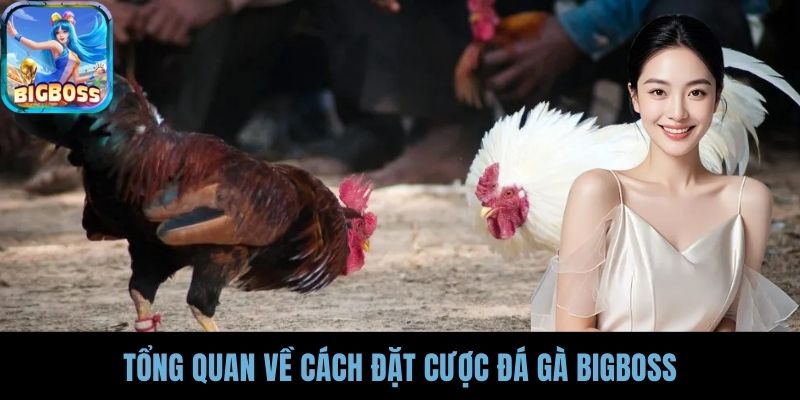 Tổng quan về cách đặt cược đá gà BIGBOSS
